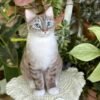 Wool Felted 3D Pet Full Body