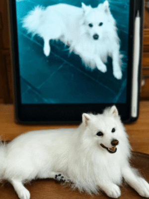 Wool Felted 3D Pet Full Body